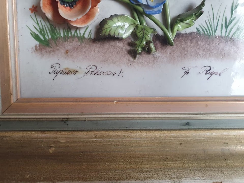 Detail der Motivbezeichnung Papaver Rhoeas L. und der Signatur Fr. Riepl